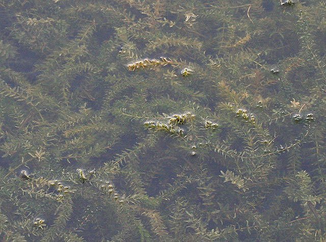 hydrilla_verticillata_j_m_garg hydrilla, hydrilla verticillata