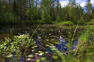 Wetlands like these provide important habitat for Midland Painted Turtles.