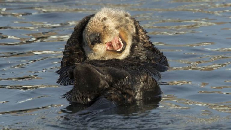 The Comedy Wildlife Awards