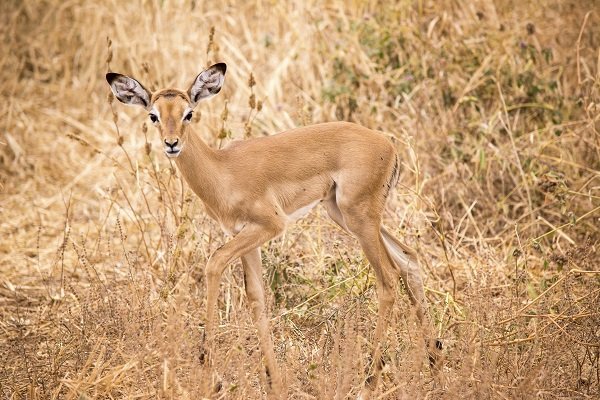 impala fawn