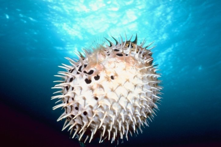 Top Ten Strangest Animal Survival Strategies!