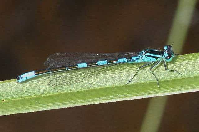 coenagrion resolutum, taiga bluet