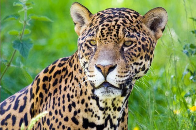 Saving jungles for jaguars!