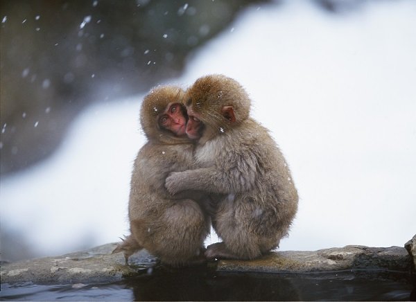 japanese macaques hugging