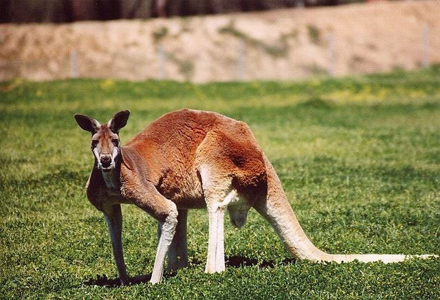 red kangaroo red red kangaroo, australia