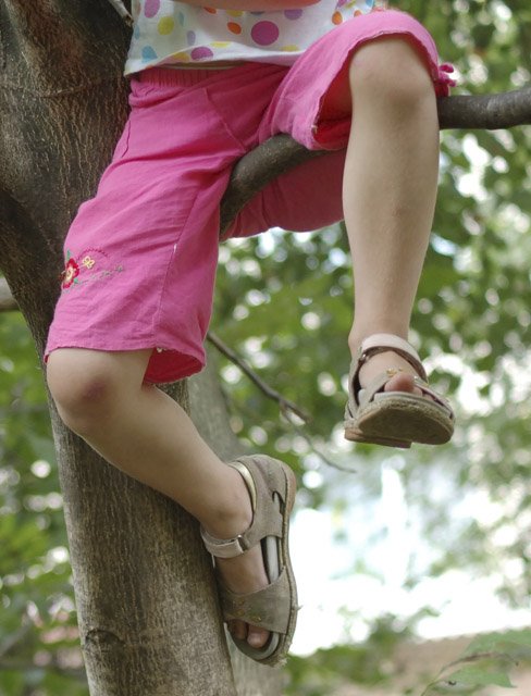 Climbing trees