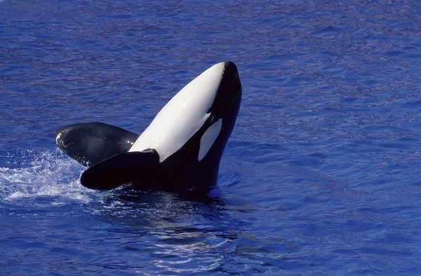 killer whale