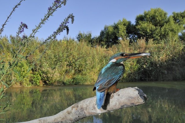 Kingfisher (Alcedo atthis)