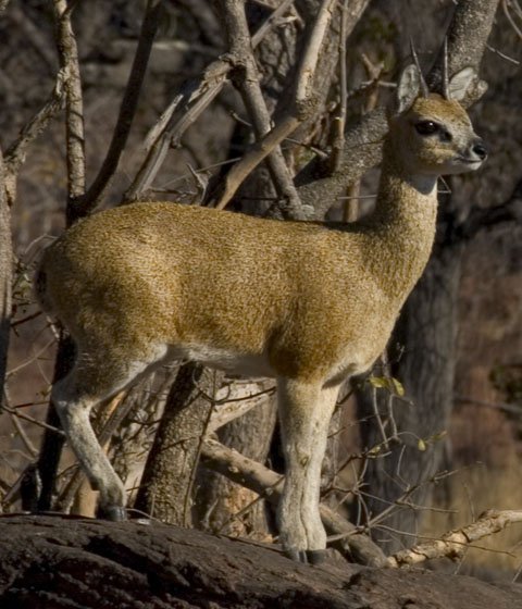Klipspringer