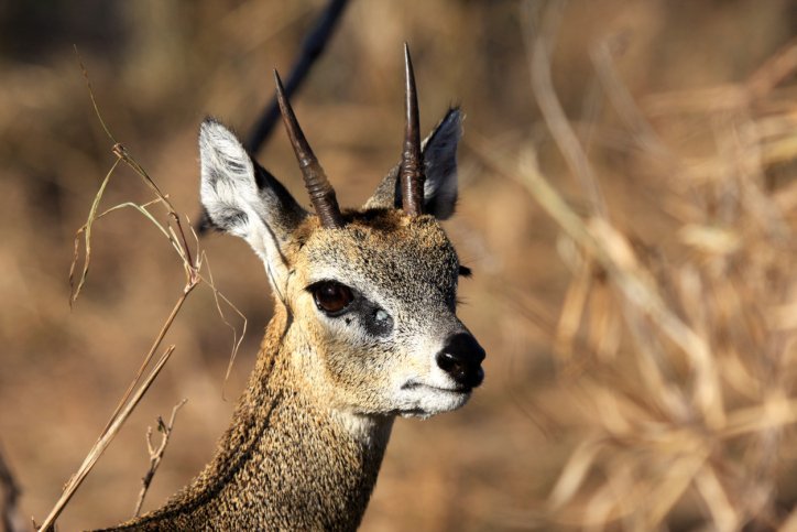 klipspringer