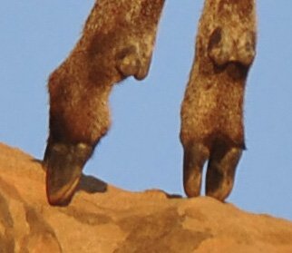 klipspringer 