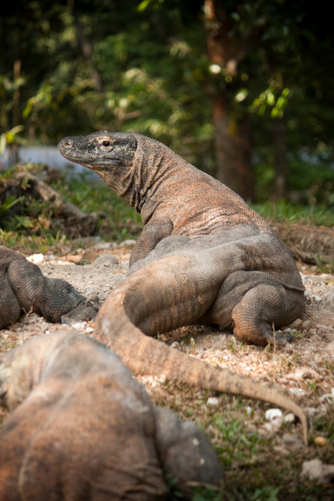 komodo dragon