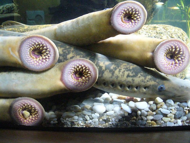 sea lamprey mouth and body drow male
