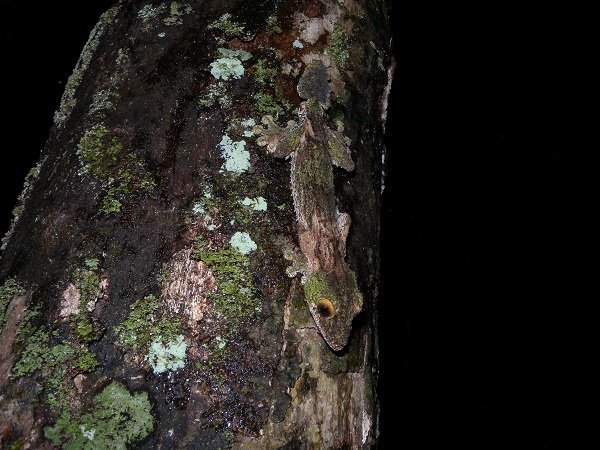 leaf tailed gecko