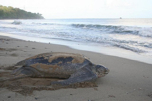 Turtle food