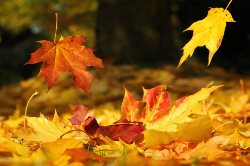 Sunshine and heat determine the brightness of fall leaves