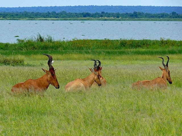 lelwel hartebeest, berniedup lelwel hartebeest