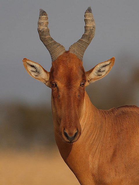 lelwel hartebeest, rainbirder lelwel hartebeest