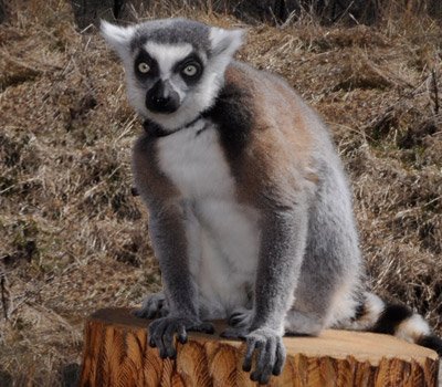 Kramer the Ring-tailed lemur Kramer the Ring-tailed lemur