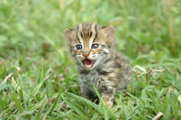 leopard cub