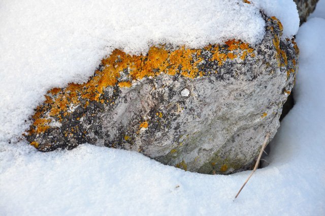 lichen under snow