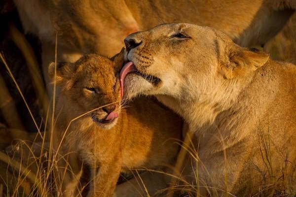 lion cub and mom