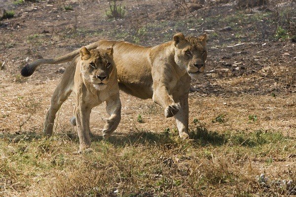 lion running