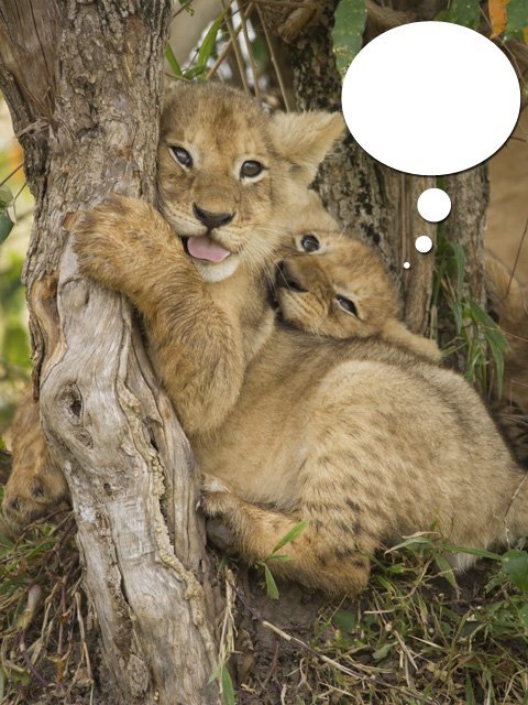Caption This! What’s this Lion Cub Thinking?