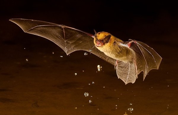little brown bat