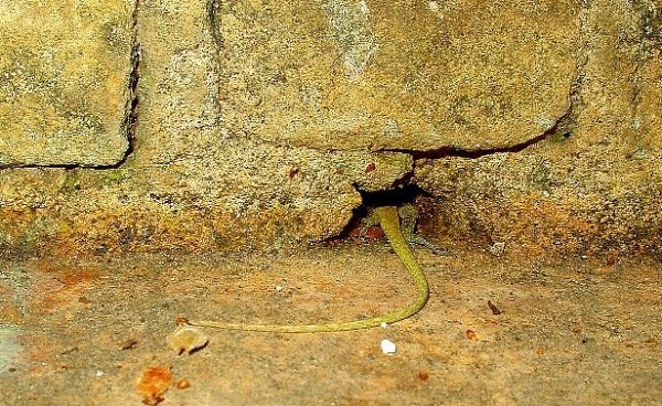 Lizard hiding