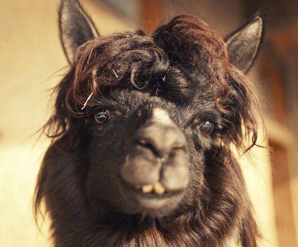 llama_poo