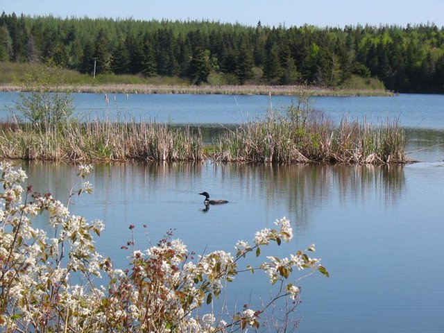 Julie Paquet © Environment Canada – Loon