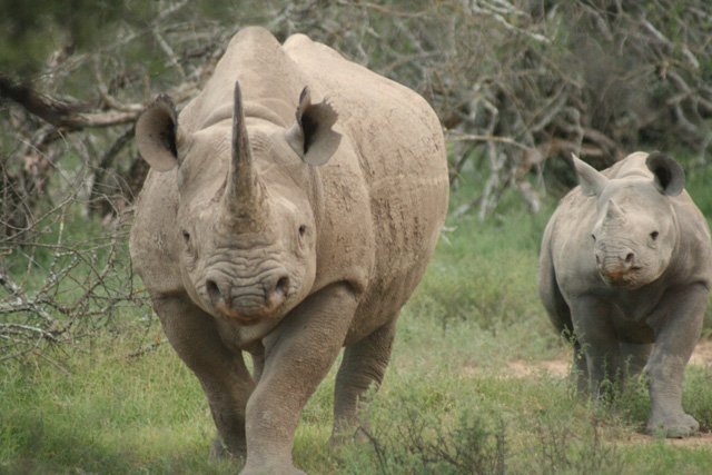 What Kind of Rhino are You?
