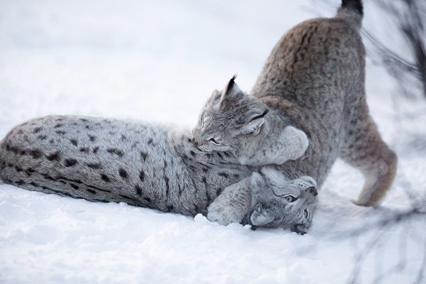 lynx playing snow