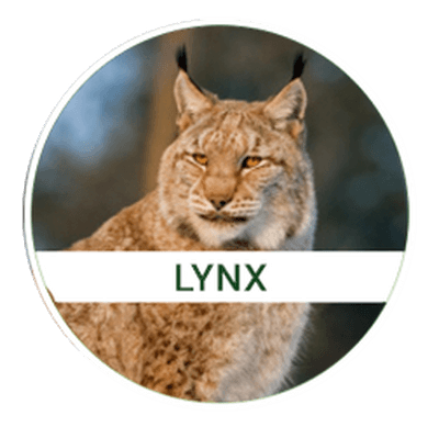 lynx