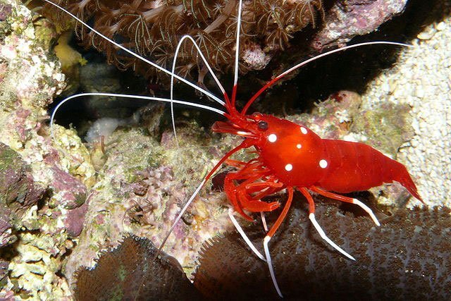 lysmata_debelius Lysmata debelius, scarlet cleaner shrimp, blood shrimp, fire shrimp