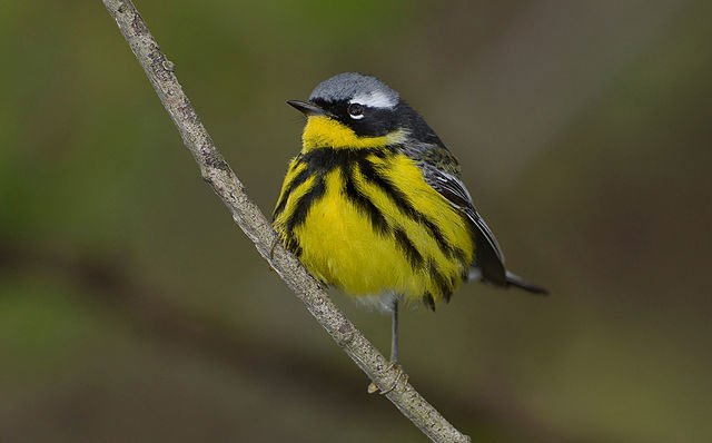 magnolia warbler, dendroica magnolia
