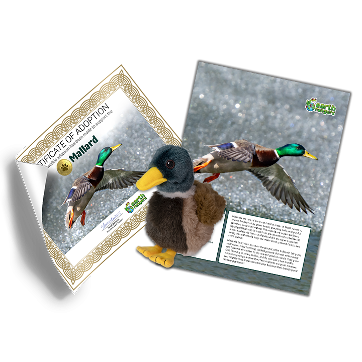 Mallard