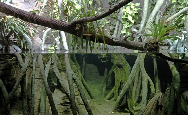 mangrove