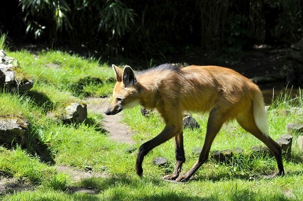 Maned Wolf