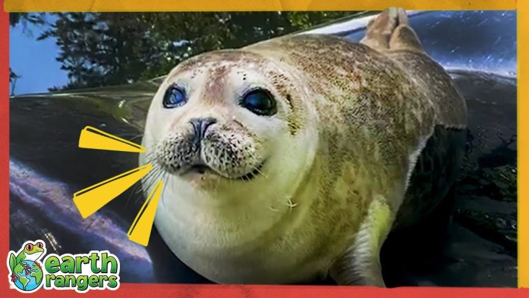 Baby Seal Loves His Bath Mat And…A GIANT GREEN BRAIN?!