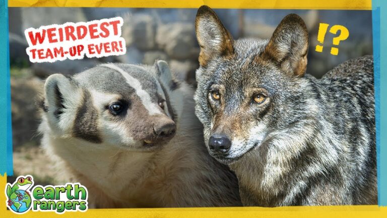 Is This the Strangest Animal Team-up Ever?