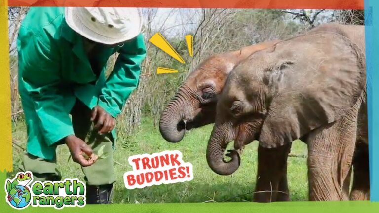 Baby Elephants Lost Their Herds but Found Each Other