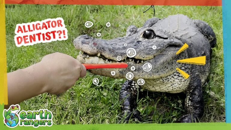Is Brushing This Alligator’s Teeth a Good Idea?