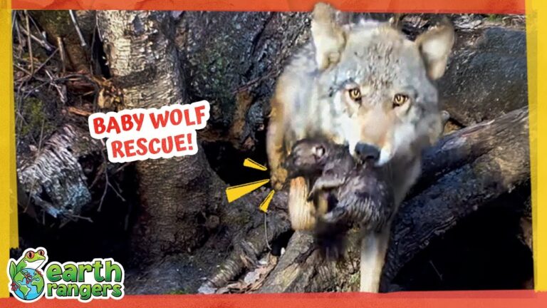 Hero Wolf Races Against Rising Water to Save Her Pups! 
