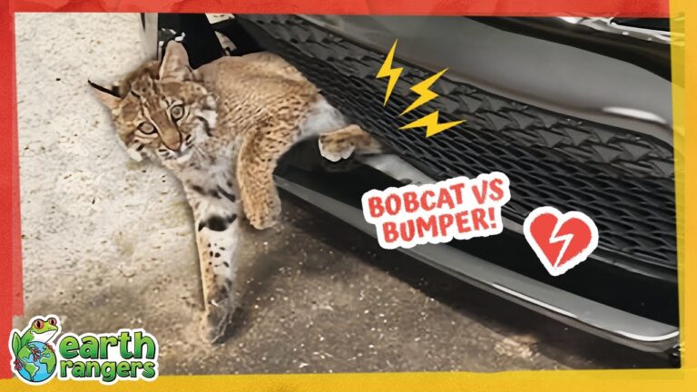 Can a 3-Legged Bobcat Survive in the Wild?