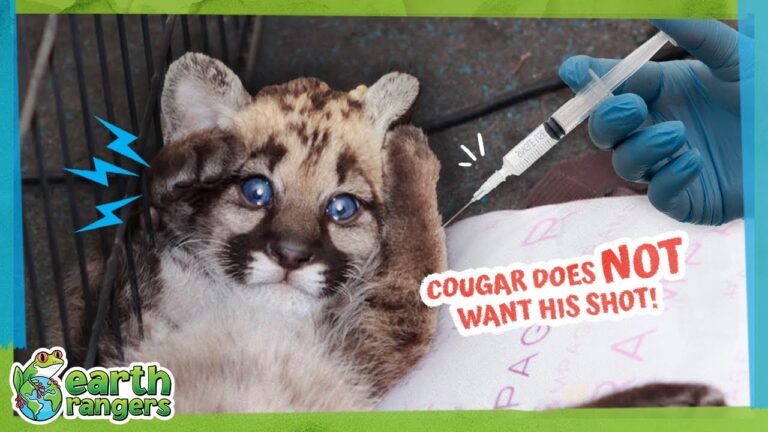 Is This Cougar Brave Enough To Get A Shot?