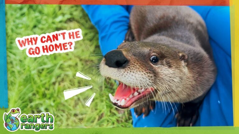 Adorable Otter Loves People Too Much!