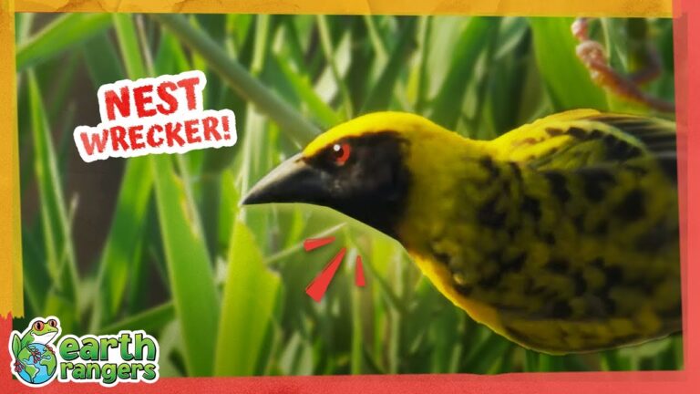 Why Is This Mystery Bird Destroying His Own House?!