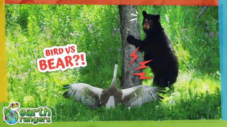Is This Bear Afraid of a… Bird?! 